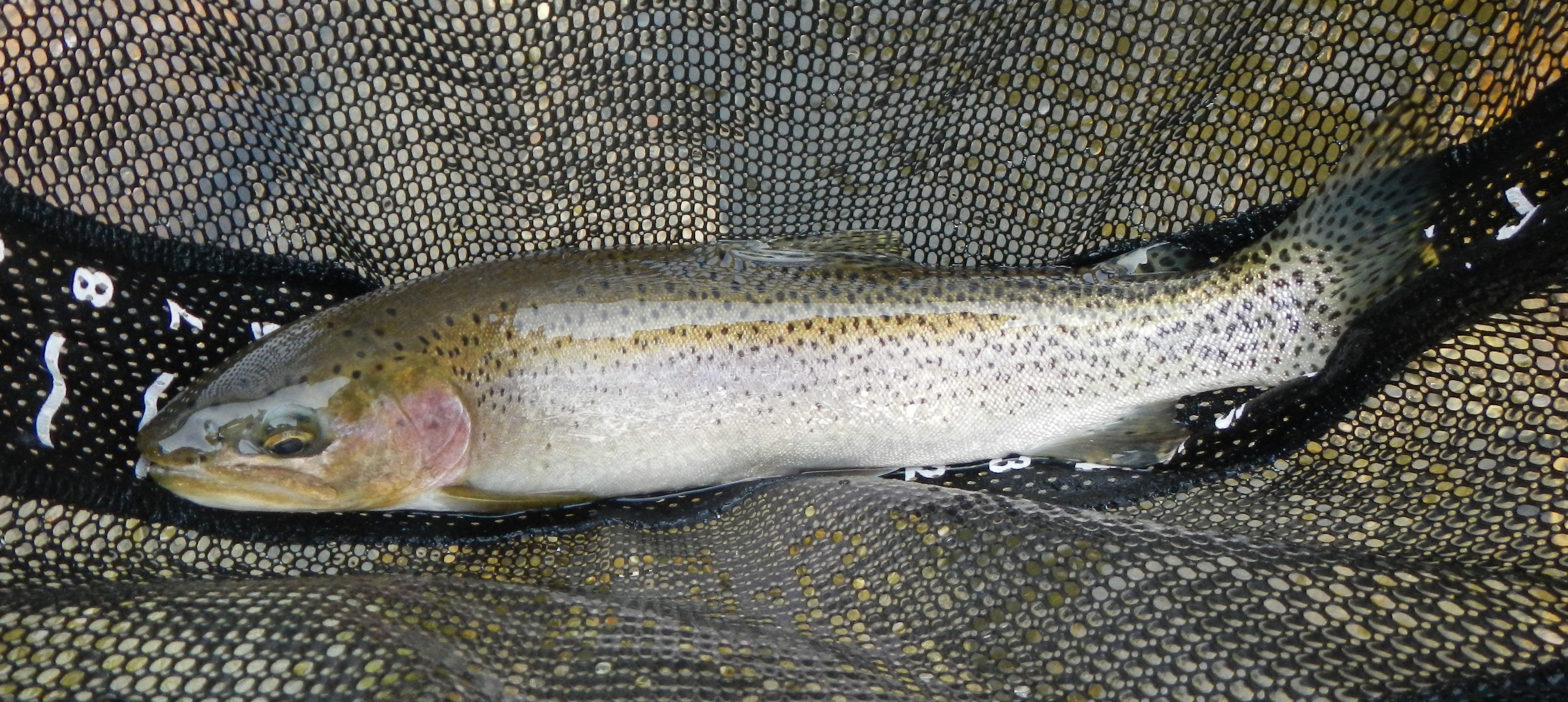 Lochsa river in Idaho Fishing with Fiberglass Fly Rods Fiberglass